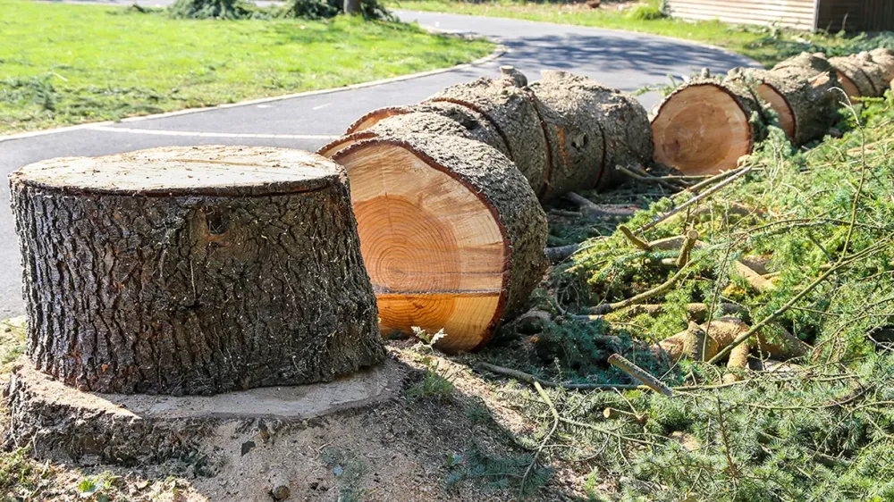 Abattage d'arbres à Corps-Nuds